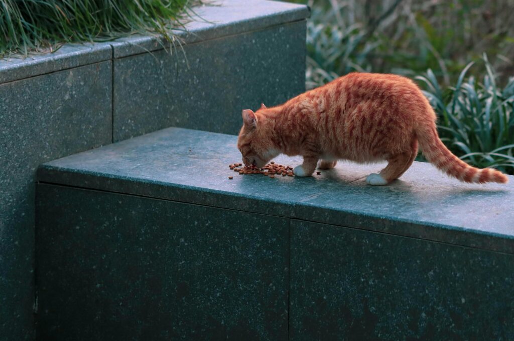 blue buffalo cat food