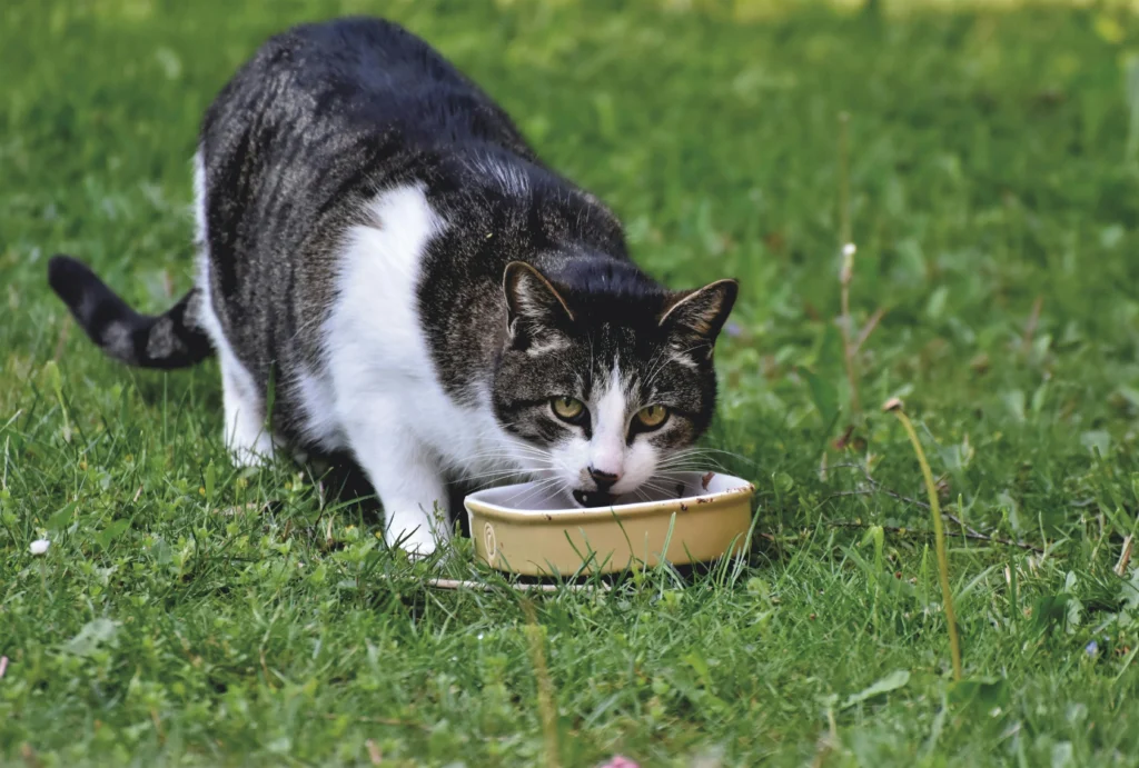 high protein cat food