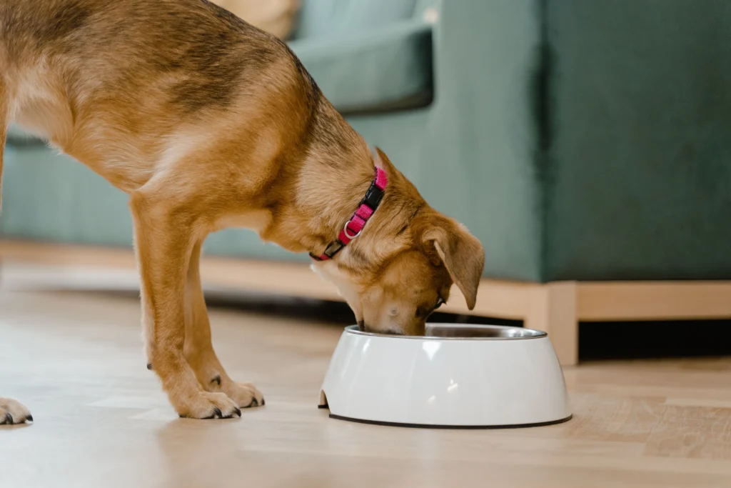 low phosphorus dog food