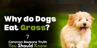 Why Do Dogs Eat Grass? 7 Common Reasons Truth why dogs eat grass?