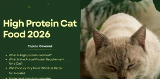 High Protein Cat Food 2026 | What It Is, How Much Your Cat Needs and How to Choose the Right One high protein cat food