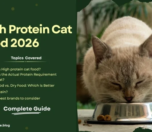High Protein Cat Food 2026 | What It Is, How Much Your Cat Needs and How to Choose the Right One high protein cat food